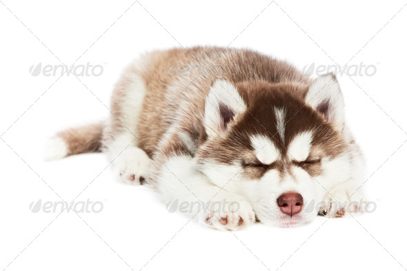 sleeping Siberian husky puppy dog