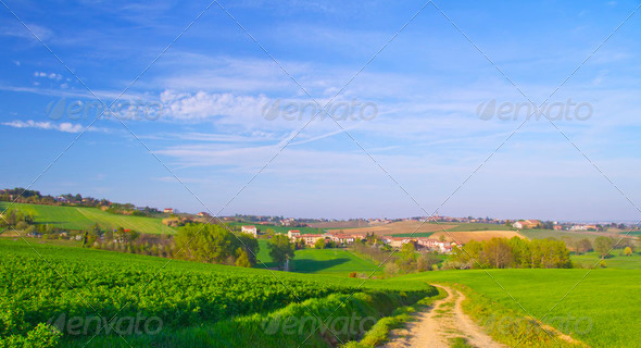 Road in the fields