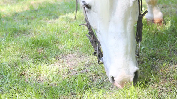 Horse 1 Horse 1