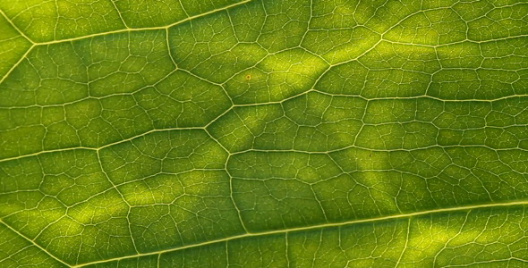 Green Energy Green Energy
