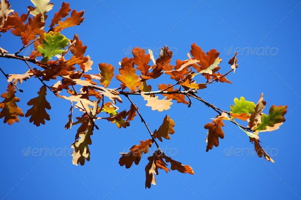 Colored leafs on tree on a blue sky background