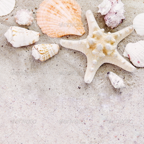 Sea Starfish Shells on Sand Background