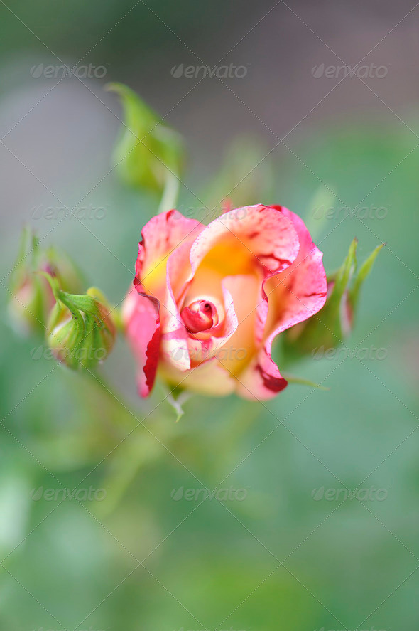 Dreamy Rose