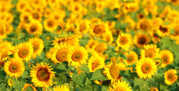 Sunflowers Sunflowers
