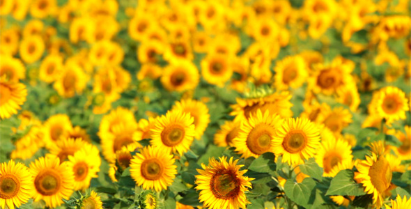 Sunflowers Sunflowers
