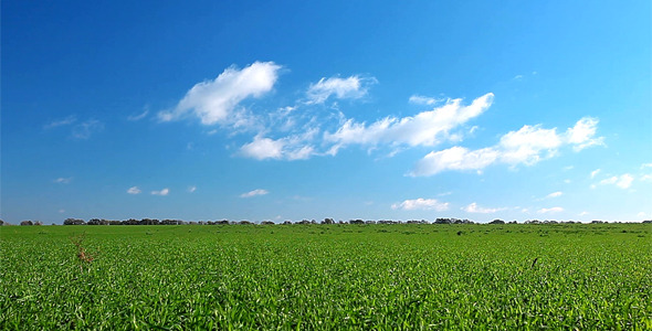 Summer Landscape Summer Landscape