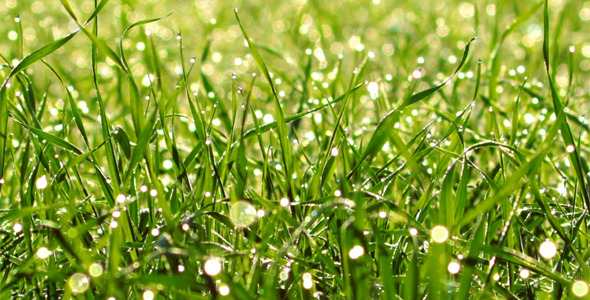 Green Grass 2 Green Grass 2