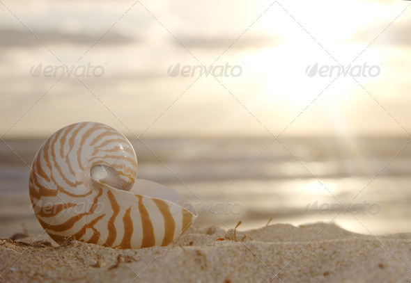 nautilus shell on beach , golden sunrise over tropical sea