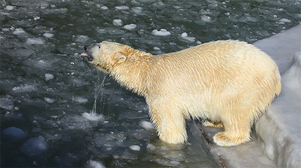 Polar Bears 2 Polar Bears 2