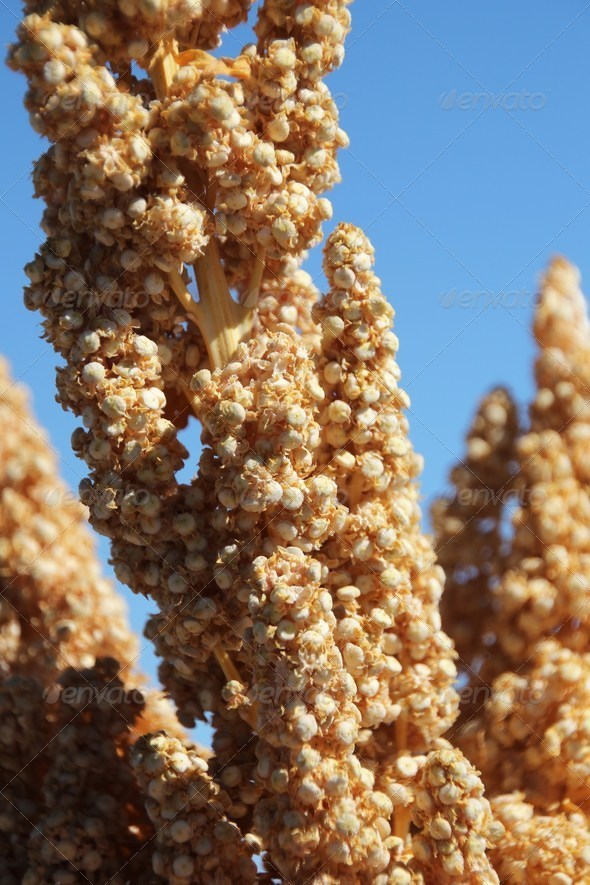 Quinoa the Anden millet in South America