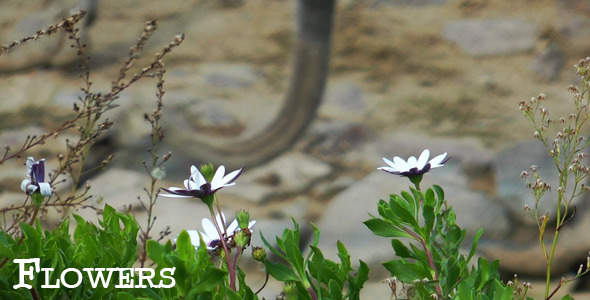 Flowers Flowers