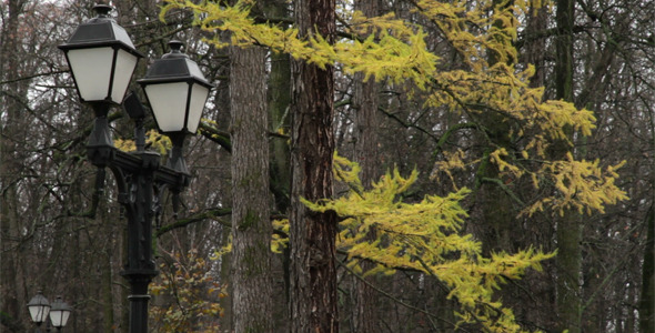 Yellow Larch Yellow Larch