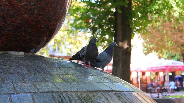 Pigeons In Fountain 3 Videos Pigeons In Fountain 3 Videos