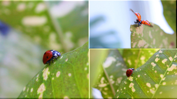 Ladybug 1 3 VIideos Ladybug 1 3 VIideos