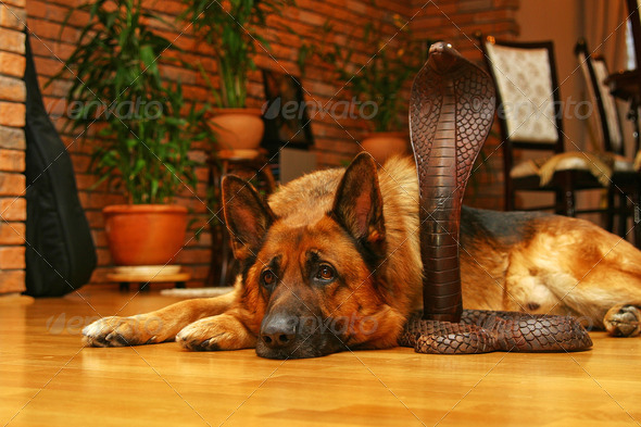 Dog and wooden snake