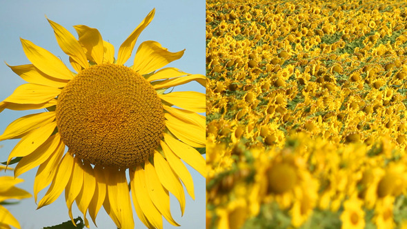 Sunflowers 26 2-Pack Sunflowers 26 2-Pack