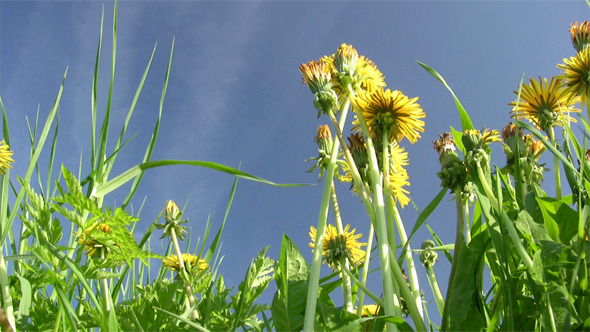 Dandelions Close-Up Dandelions Close-Up