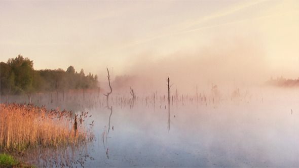 Summer Sunrise In The Swamp Summer Sunrise In The Swamp
