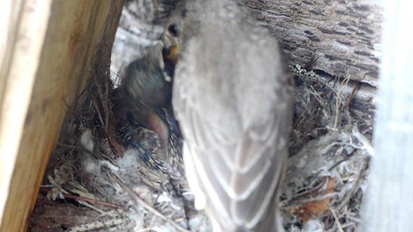 Forest Lark Feeding Nestlings Forest Lark Feeding Nestlings