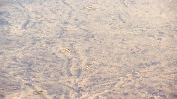 Gerris Lacustris Common Pond Skater Gerris Lacustris Common Pond Skater