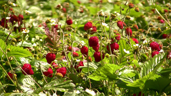 Strawberry Time Strawberry Time