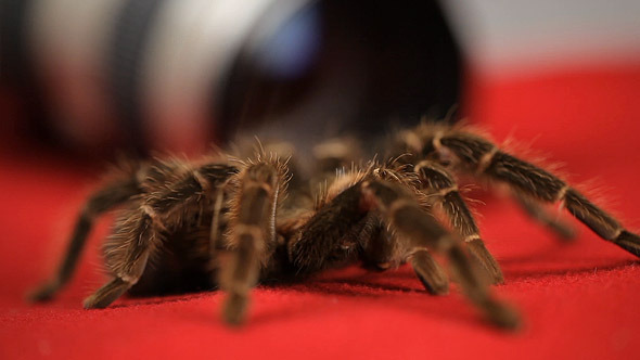 Tarantula Spider On Red Cloth Tarantula Spider On Red Cloth