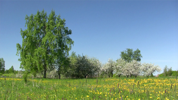 Blooming Apple-Tree In Spring Time Blooming Apple-Tree In Spring Time