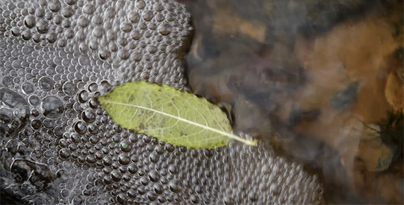 Leaf Floating on Water Leaf Floating on Water