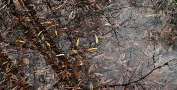 Leaves on Water Leaves on Water