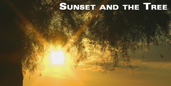 Sunset and the Tree Sunset and the Tree