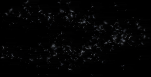 Blowing Dandelion Seeds Blowing Dandelion Seeds