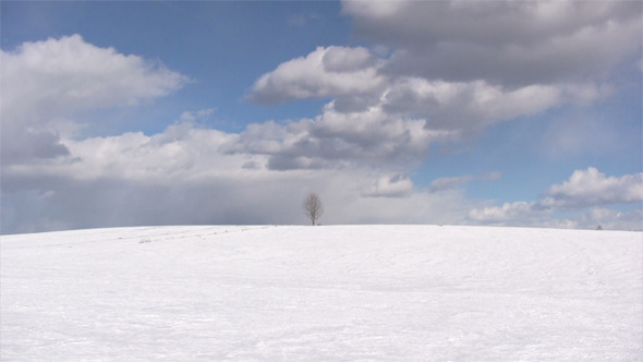 Lonely Bare Tree Lonely Bare Tree