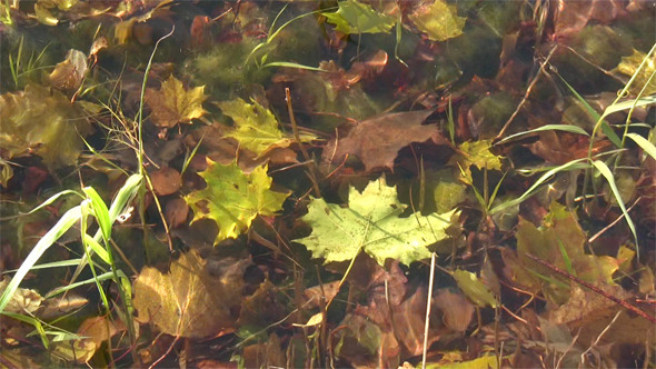 Underwater Maple Leaf Underwater Maple Leaf