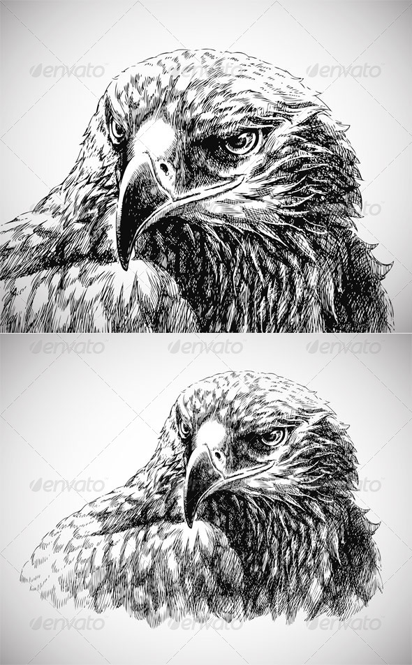 Eagle head line art - vector+jpg