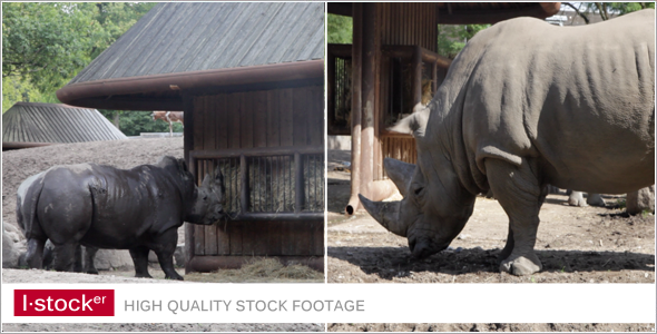 Rhino in Zoo Pack Rhino in Zoo Pack
