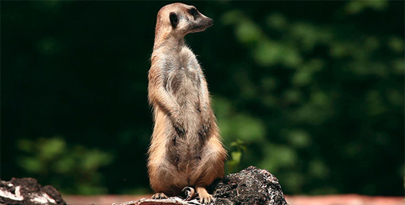 Meerkat Meerkat