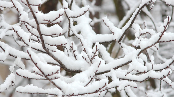 Trees in Snow 21 Trees in Snow 21