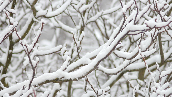 Trees in Snow 28 Trees in Snow 28