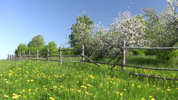 Apple Tree In Blossom Apple Tree In Blossom