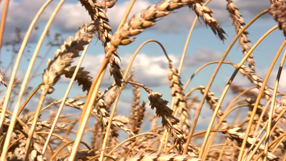 Wheat Field Wheat Field