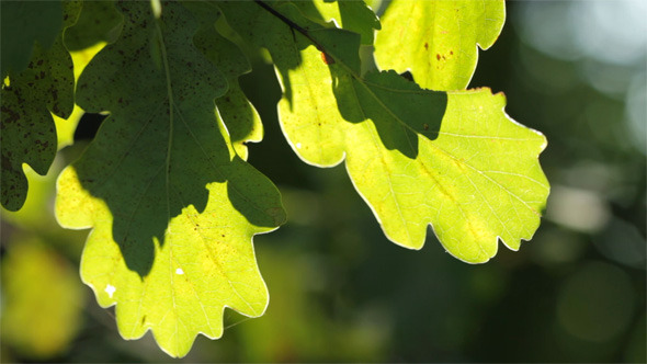Oak Leaves Oak Leaves