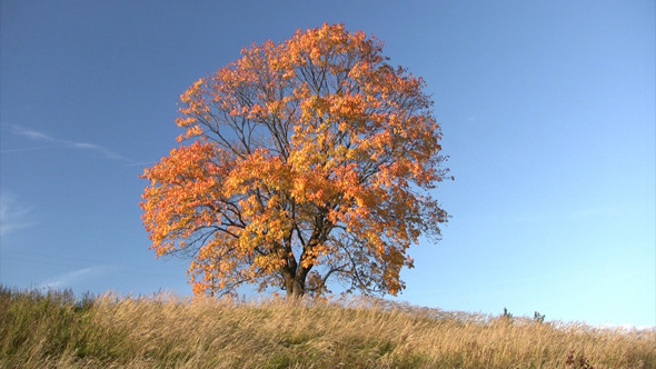 Oak Tree In Autumn Oak Tree In Autumn