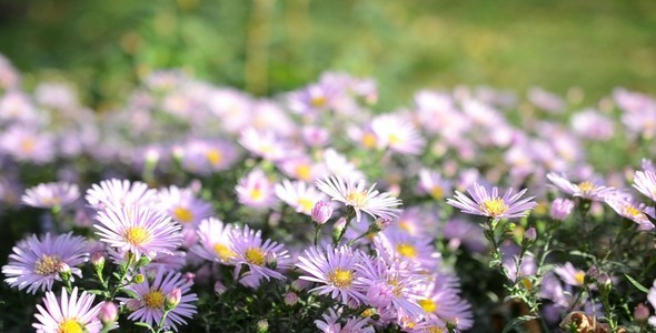 Flowers Flowers