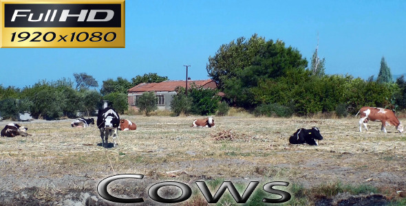 Cows Nature Full HD Cows Nature Full HD