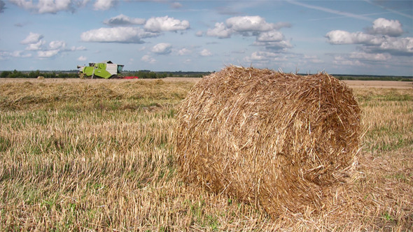 Wheat Harvest Season Wheat Harvest Season