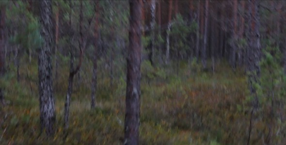 Running in the Forest Running in the Forest