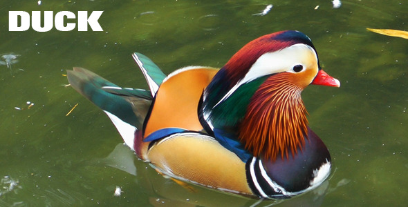 Duck Duck