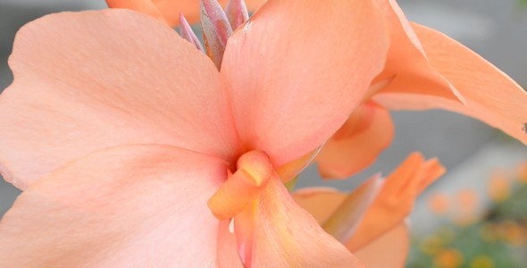 Flower Macro Flower Macro
