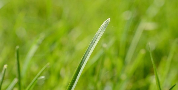Grass 3 Grass 3