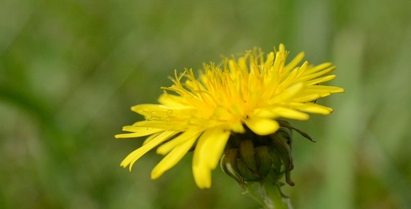 Dandelion Dandelion